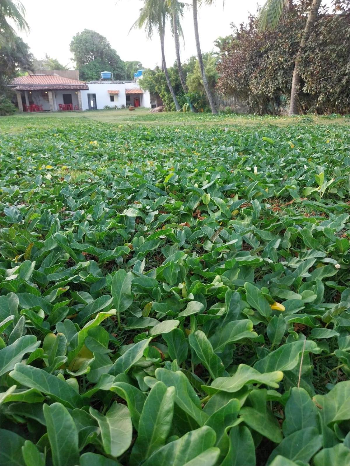 Casa Cajarana Albergue *